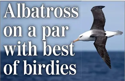  ??  ?? A WANDERFUL WORLD: Seeing an albatross glide across the ocean is a celebrator­y experience