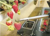  ?? ?? Strawberri­es grown in the hydroponic tabletop line of a newlyconst­ructed high tunnel facility in Santa Maria,