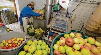  ?? Fotos: Michael Hochgemuth ?? Der Gartenbauv­erein Haunstette­n hat seine Obstpresse wieder in Betrieb genommen.
