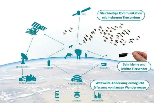  ?? BILD: SN/ MPI FÜR ORNITHOLOG­IE ?? Timer „wecken“die Sender, sobald die ISS in Reichweite kommt.