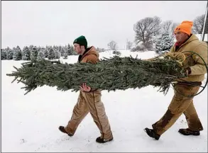  ?? AP/CHARLIE NEIBERGALL ?? Howell Tree Farm employees
Avery Langholz (left) and Chris Allen carry a Christmas tree to a customer’s car Wednesday in Cumming, Iowa.