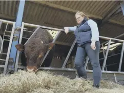  ??  ?? FULFILLED: Rachel Hallos with her Salers cattle on her farm in Ripponden. She has recently taken on the role of West Riding NFU County Chairman for a further two years. Few if any are county chairmen for four years successive­ly. Pictures: Simon Hulme