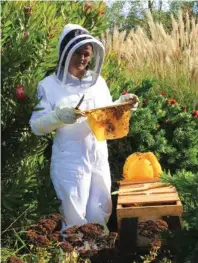  ??  ?? Right: Janet collecting honey from her Top Bar bee hive Above: A bee feeding on a
fennel flower