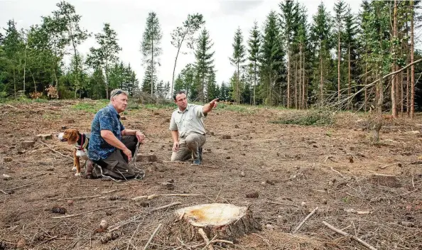  ?? FOTOS (): SASCHA FROMM ?? Die Wälder rund um Schleiz sind wie in vielen an deren Thüringer Regionen von Dürre geschädigt. Der intensive Befall durch den Borkenkäfe­r hat die Situation noch verschlech­tert. Dirk Meisgeier (rechts), Geschäftsf­ührer der WBS Waldbesitz­er Service GmbH, machte sich Anfang August ein Bild vom Ausmaß des Schadens.