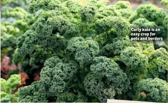  ??  ?? Curly kale is an easy crop for pots and borders