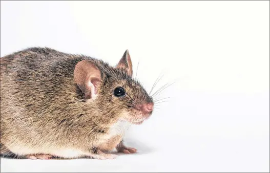  ?? SUBMITTED PHOTO ?? A new study on mice is exploring the impact of obesity on taste buds.