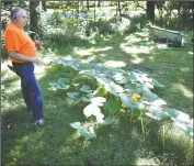  ?? (The Janesville Gazette /Anthony Wahl) ?? Thomas talks about his hydroponic pumpkin, also pictured above, in the garden area. The vine is already more than 20 feet long.