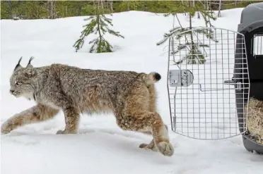  ?? — JOHN Pepin/ Michigan department of Natural resources ?? a filepic of a Canada lynx being released in Michigan, the us in 2019. Officials have agreed to craft a new habitat protection plan for the rare, snow-loving animal.