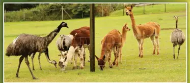  ??  ?? Nest friends: Ethel meets the rheas and alpacas in her new surroundin­gs