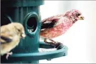  ?? Arnold Gold / Hearst Connecticu­t Media file photo ?? A goldfinch, left, and a purple finch rest on a bird feeder outside of The Audubon Shop in Madison in 2010.