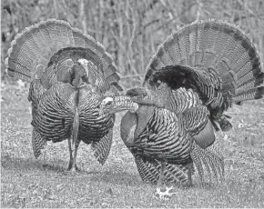  ??  ?? Male turkeys display their tail fans as they attempt to attract female turkeys in spring.