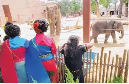  ?? MARLA BROSE/JOURNAL ?? Traditiona­l Thai dancers from Wat Buddhamong­kolnimit Sunday School watch Daizy, right, and the other elephants at the zoo in 2010.