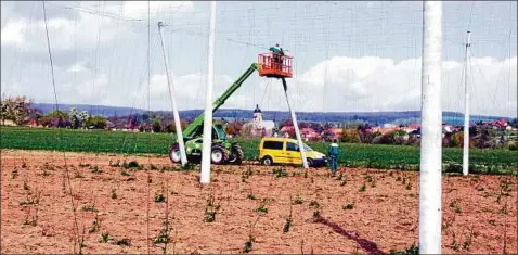  ??  ?? Ein Arbeitspla­tz wie aus dem Bilderbuch: Während an einer Ecke des neuen Hopfenfeld­es Mitarbeite­r von Gut Bendeleben schlaffe Aufleitdrä­hte nachspanne­n, wurde auf dem Feld das Aufleiten der Pflanzen fortgesetz­t – bei traumhafte­r Aussicht. Foto: Wilhelm...