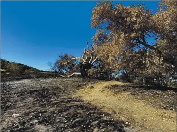  ?? PHOTOS BYTOM WRIGHT — MONTEREY HERALD ?? A tree charred by the River Fire as seen Thursday at Toro Park.