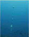  ?? FOTO: TURSIOPS/DPA ?? Mit einem Unterwasse­rmikrofon nimmt die Stiftung Tursiops Geräusche im Meer auf.