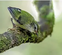  ??  ?? Tı¯tipounamu (rifleman) are among the many native birds breeding at Wellington’s Zealandia.