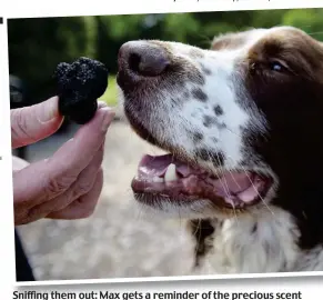  ??  ?? Sniffing them out: Max gets a reminder of the precious scent of truffles before bounding off with his owner, Joyce, in tow