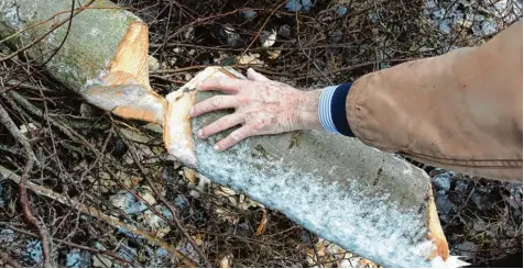  ?? Foto: Annette Zoepf ?? Die Biber haben zahlreiche Bäume angefresse­n und umgelegt.