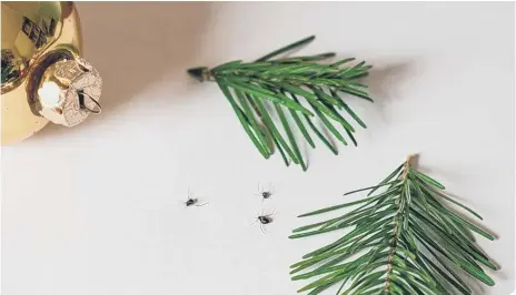  ??  ?? Aphids are among bugs that can take up residence in your Christmas tree (photo: Shuttersto­ck)