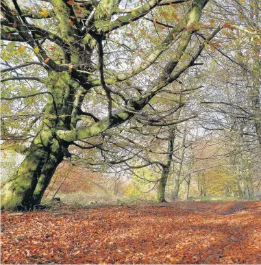  ?? Natural Resources Wales ?? > Wentwood Forest, near Newport