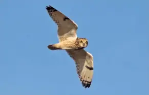  ??  ?? OWLS GALORE Mike’s team recorded all five owls on their ‘big day’, including four Short-eared Owls