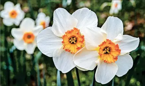  ?? RENEE C. BYER/SACRAMENTO BEE ?? Daffodils should be planted in the fall for spring blooms. Stagger planting over the next three weeks to stretch out bloom season.