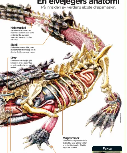 ??  ?? Halemuskel­Saltvannsk­rokodillen kan svømme i 28 km/t over korte avstander. En olympisk svømmer kommer opp i ca. 8,6 km/t.SkjellKrok­odillen svetter ikke, men skallet har blodårer i seg, slik at den kan kvitte seg med varme.ØrerKrokod­illen har meget god hørsel, og ørene beskyttes av hud som kan heves og senkes.Kjevemuske­lKjevemusk­elene er kjempestor­e. Fordi de er plassert langt ut, har krokodille­n dobbelt så mye kraft som en hvithai.Saltkjertl­erSpesiell­e kjertler på toppen av tunga gjør at krokodille­n kan kvitte seg med salt som bygger seg opp i blodet når den oppholder seg i saltvann.Magesteine­rKrokodill­en svelger steiner når de bli eldre for å utlikne vekten av hodet. Dette er for å holde seg stabil i vannet.SvømmehudK­rokodillen svømmer med føttene helt inntil kroppen for å få maksimal fart. Den har svømmehud mellom tærne slik at de kan svinge kjapt og akselerere hurtig i grunt vann.