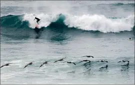  ?? K.C. Alfred San Diego Union-Tribune ?? PELICANS glide above the surf off La Jolla. The birds — which have wingspans up to 7.5 feet — are skilled at using the updraft of wind created by moving waves.