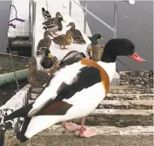  ?? Rick Timmer ?? A European shelduck was sighted and photograph­ed last week at a dock at Clear Lake in Northern California