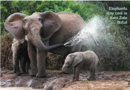  ??  ?? Elephants stay cool in Kwa Zulu Natal