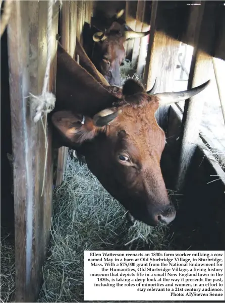  ??  ?? Ellen Watterson reenacts an 1830s farm worker milking a cow named May in a barn at Old Sturbridge Village, in Sturbridge, Mass. With a $75,000 grant from the National Endowment for the Humanities, Old Sturbridge Village, a living history museum that depicts life in a small New England town in the 1830s, is taking a deep look at the way it presents the past, including the roles of minorities and women, in an effort to stay relevant to a 21st century audience. Photo: AP/Steven Senne