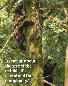  ??  ?? Left: young bears spend time climbing trees. Above: in the ‘time chamber’. Right: a ranger teaches visitors about the woodland’s native wildlife. Bottom left: a seven-year-old wolf stretches.