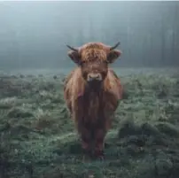  ??  ?? 2. Meest gelikete foto: “Mijn foto van een koe in het Nederlands-Limburgse Schinveld heeft 21.670 likes gekregen op Instagram. Ik vermoed dat het ermee te maken heeft dat de koe recht in de lens kijkt en de kleuren goed zitten.”2
