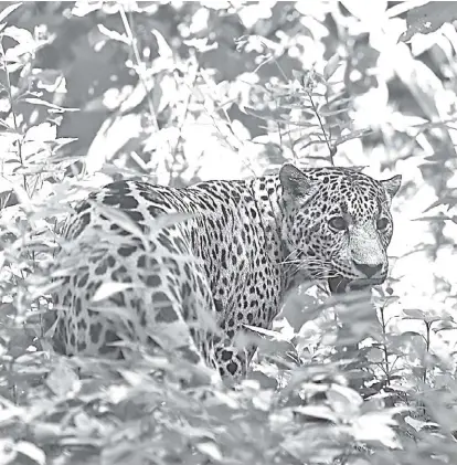  ?? ESPECIAL ?? El jaguar está presente en territorio jalisciens­e, donde se hacho esfuerzos por protegerlo