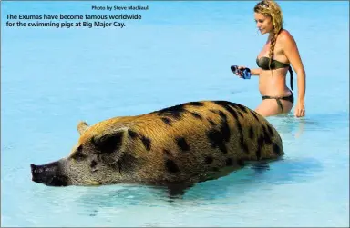  ?? Photo by Steve MacNaull ?? The Exumas have become famous worldwide for the swimming pigs at Big Major Cay.
