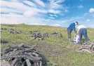  ?? ?? Peat is harvested in Donegal