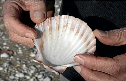  ?? ?? Scallop numbers have taken a dive over the past decade, according to the Niwa report.
KELLY HODEL/STUFF