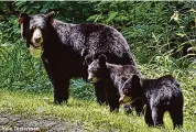  ?? DEEP/Contribute­d photo ?? Connecticu­t officials say the state’s population of black bears are beginning to emerge from their winter dens.