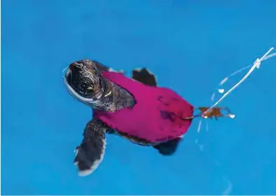  ?? Journal of Experiment­al Biology via The New York Times ?? A baby sea turtle swims in a tank in a lab. Research indicates that baby sea turtles disoriente­d by lights from towns and beach developmen­ts retain the energy to find their way to the ocean even after wandering needlessly.