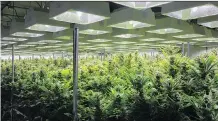  ?? CHRIS YOUNG/THE CANADIAN PRESS FILES ?? Plants are shown at Newstrike-owned Up Cannabis greenhouse­s in Brantford, Ont. CanniMed says its deal with Newstrike better positions it in the recreation­al pot market.