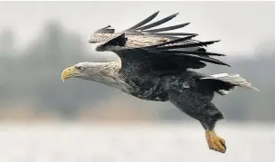  ??  ?? ●● White-tailed sea eagle