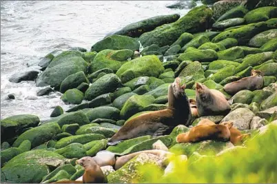 ?? BRITTANY CRUZ-FEJERAN U-T FILE ?? Sea lions populate Point La Jolla, previously only closed for pupping season, to rest and give birth. Incidents of people harassing the animals pushed officials to request the closure be extended to all year.