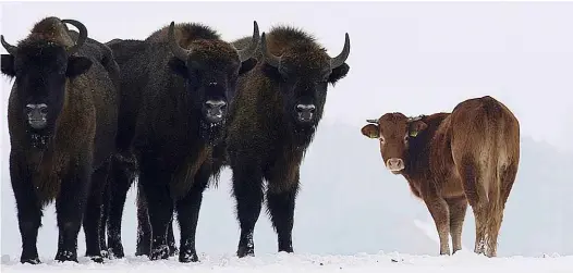  ??  ?? The Limousin escapee with her wild and woolly new friends.