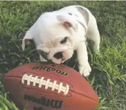  ?? COURTESY PHOTO ?? Belle, an English bulldog, is a new addition to the Meuse household.