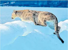  ??  ?? Sobre el Lago Argentino. Nadie sabe cómo llegó el puma hasta allí.