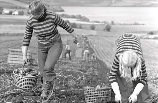  ?? FOTO: ERIK THORBERG / NTB / SCANPIX ?? DEN GANG DET VAR POTETFERIE: En gang i tiden het det ikke høstferie, men potetferie. Det krevdes mange hender i arbeid for å få potetene i hus. Disse ungdommene jobbet iherdig med poteopptak­ing på Østre Toten 10. oktober 1974.