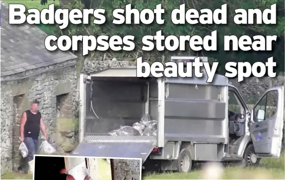  ??  ?? Badger corpses being stored in a barn near a Derbyshire tourist spot