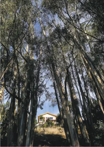  ?? Michael Macor / The Chronicle 2016 ?? Blue gum eucalyptus trees line Charing Cross Road last year in Oakland, an area burned in the 1991 Tunnel Fire. A fire task-force recommende­d against eradicatin­g the species.