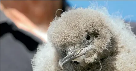  ?? STUFF ?? A Hutton’s Shearwater chick. Hundreds of the birds were seen flying into bright lights at a Kaiko¯ ura petrol station last week.