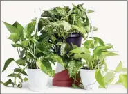  ?? HORTI VIA AP ?? From left, golden, marble and neon varieties of pothos plants.